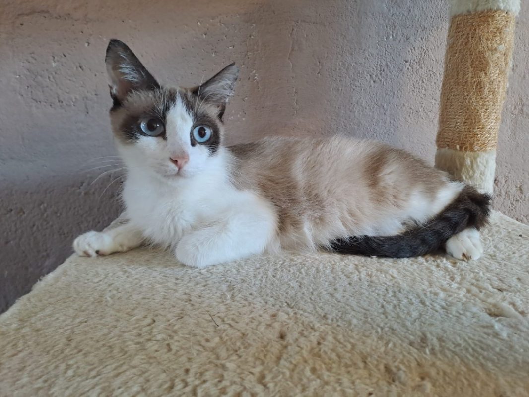 Izorya - Chat Européen à adopter