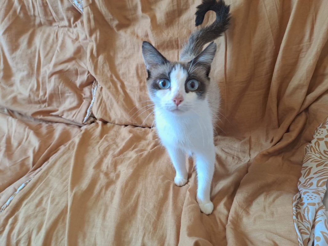 Izorya - Chat Européen à adopter - photo 2