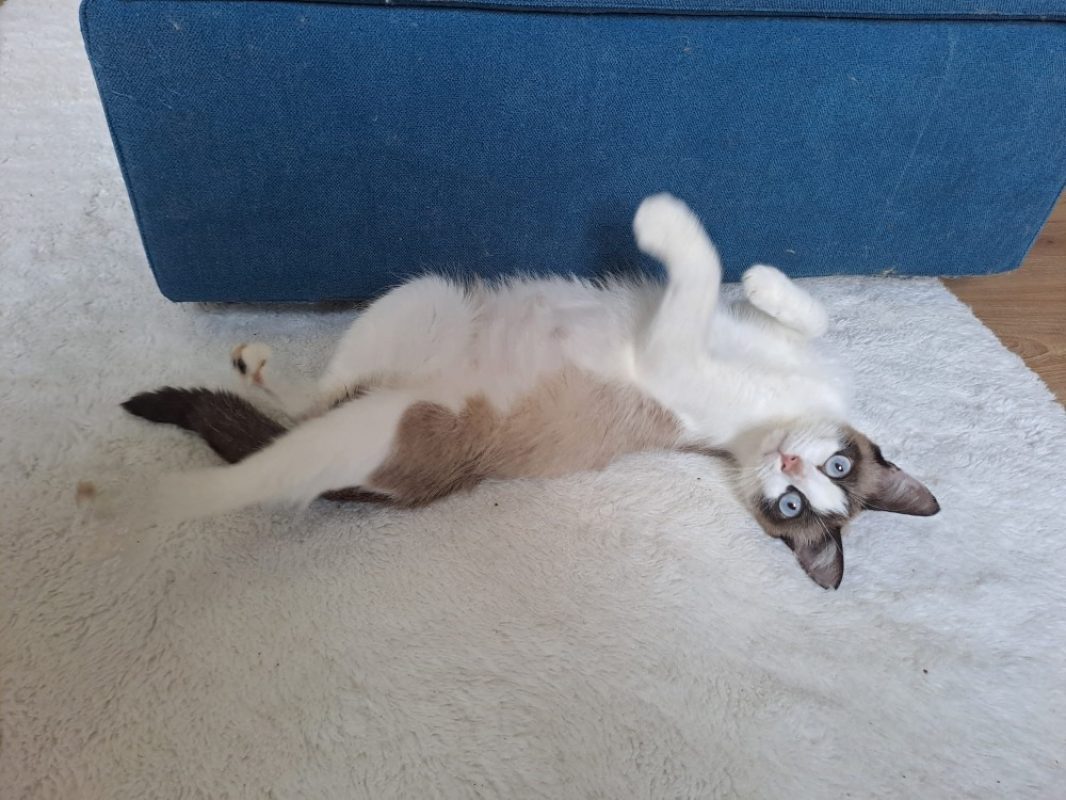 Izorya - Chat Européen à adopter - photo 3