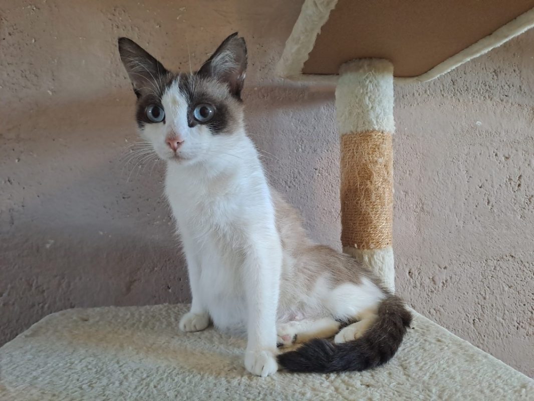 Izorya - Chat Européen à adopter - photo 4