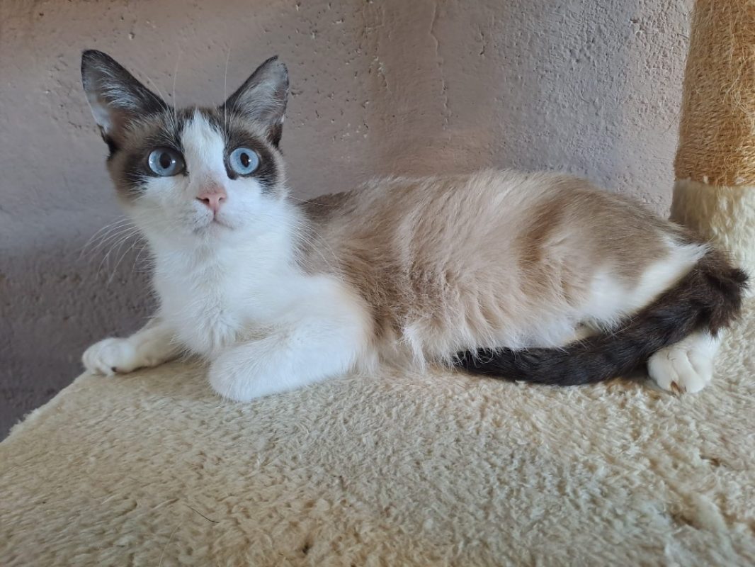 Izorya - Chat Européen à adopter - photo 5