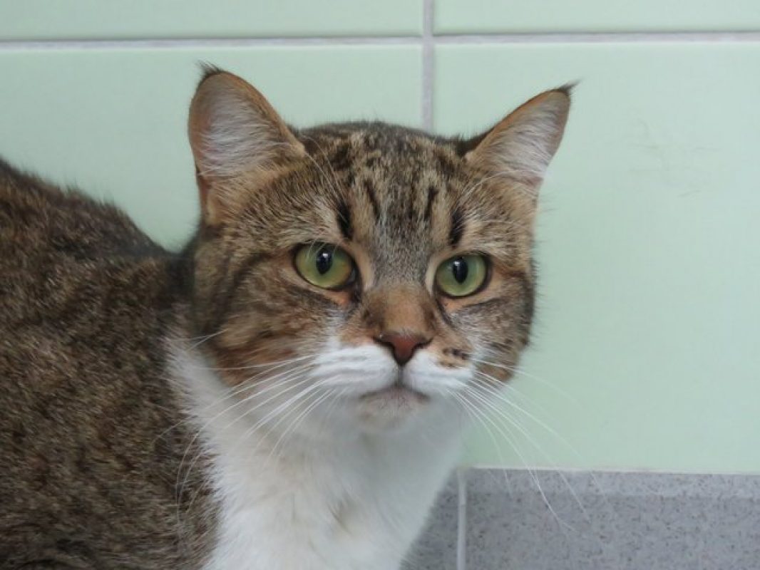 Kookia - Chat Européen à adopter - photo 2