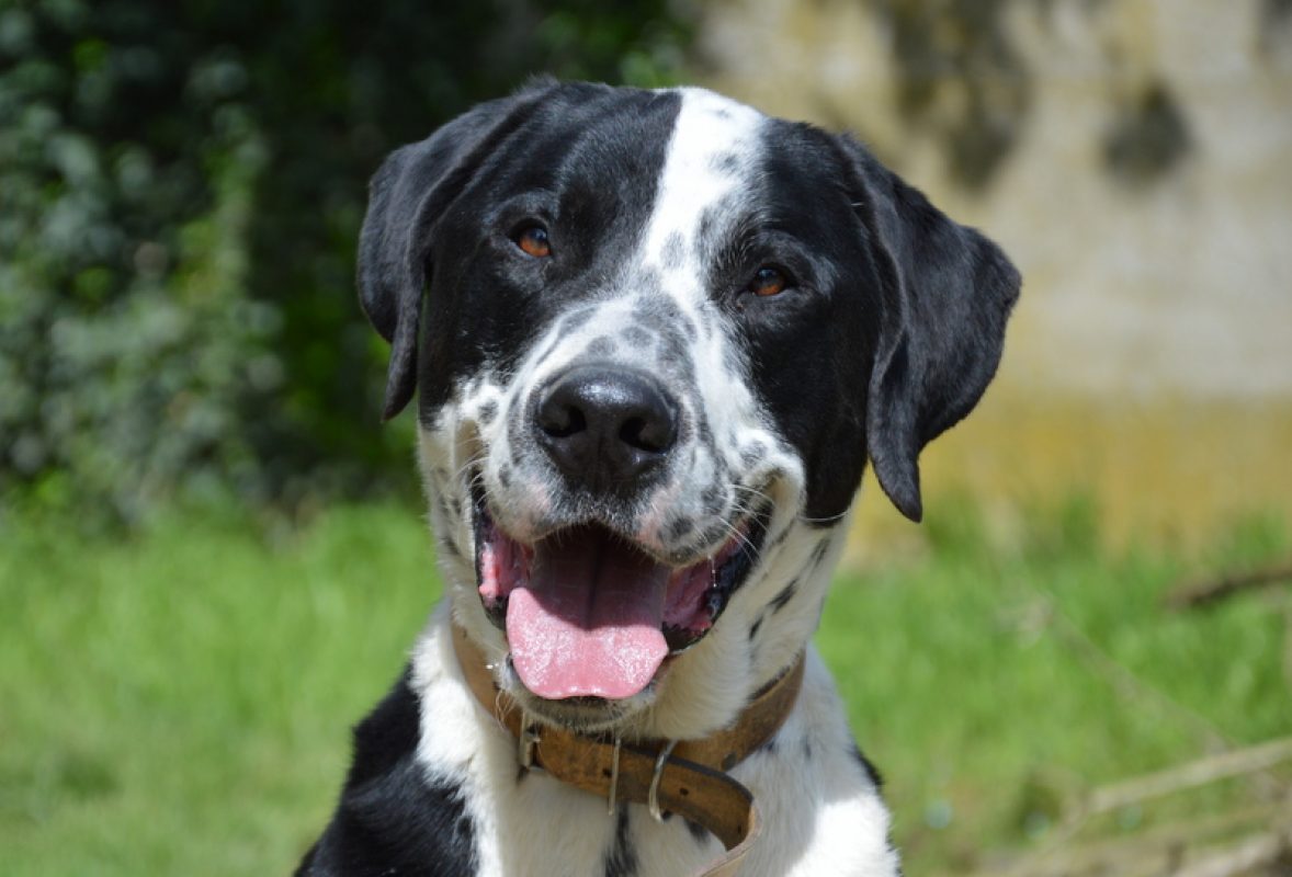 Rio - Chien à adopter