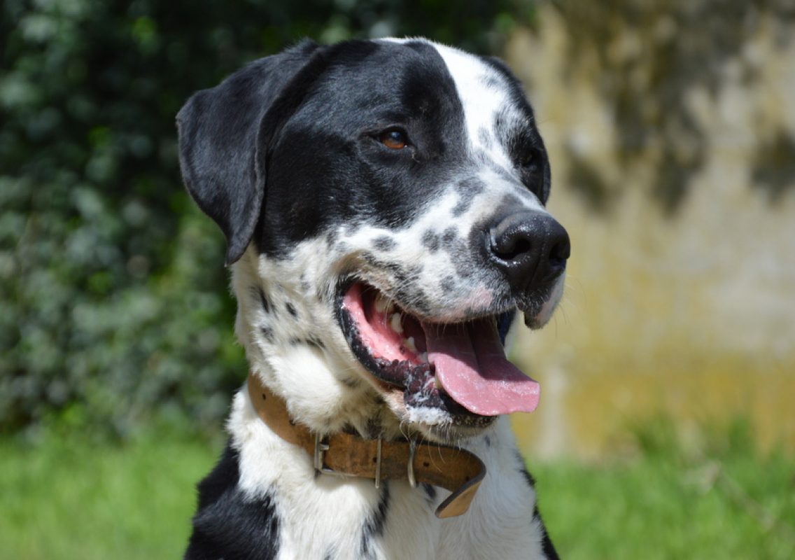 Rio - Chien à adopter - photo 2
