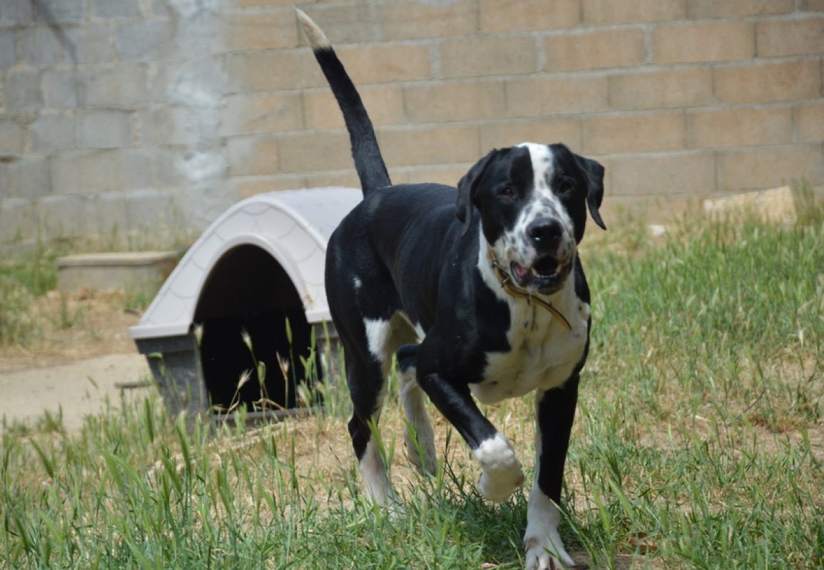 Rio - Chien à adopter - photo 3