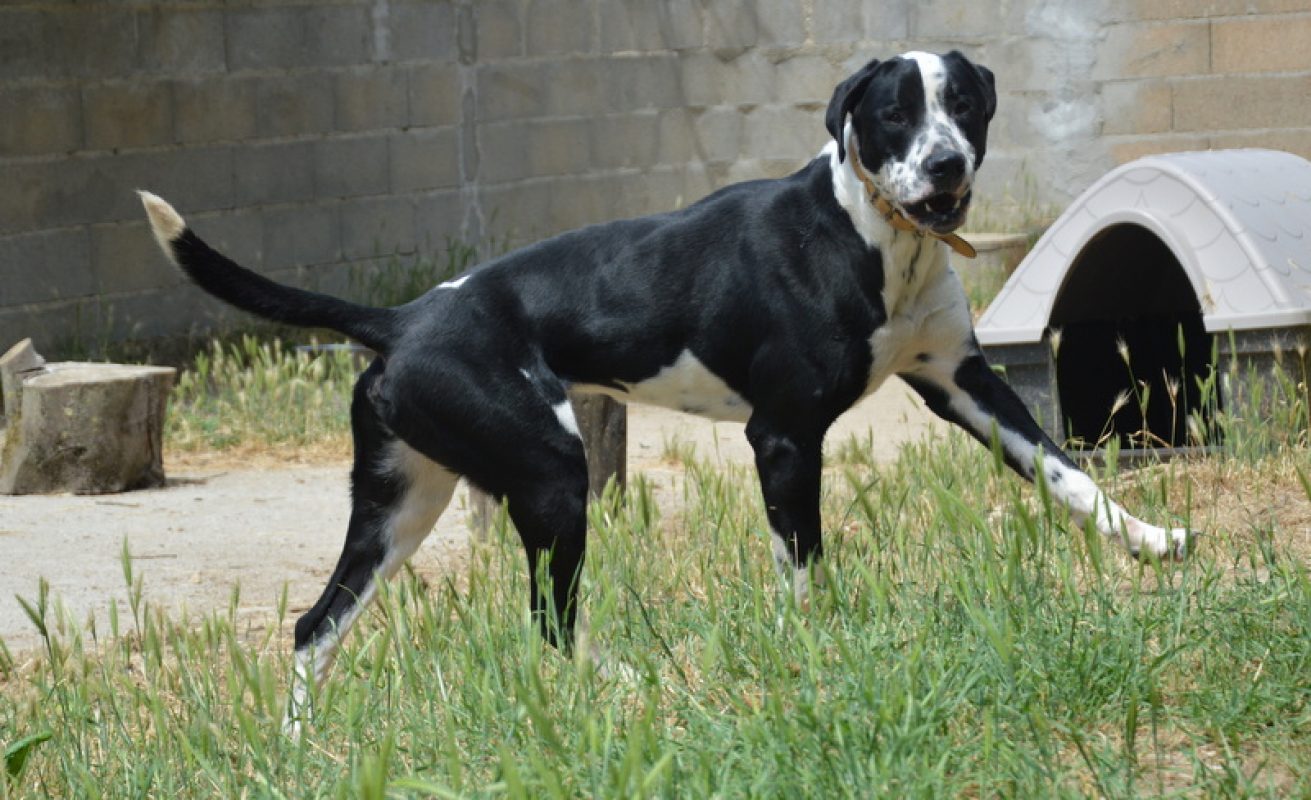 Rio - Chien à adopter - photo 4