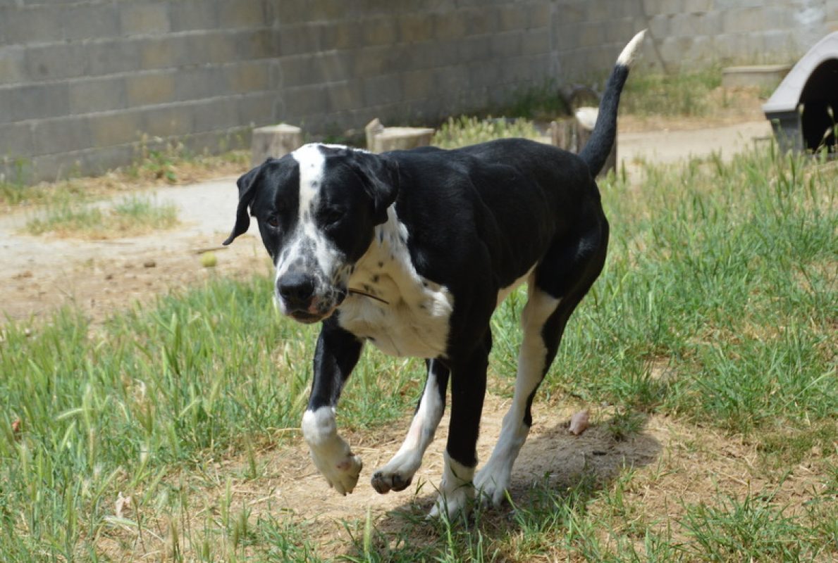 Rio - Chien à adopter - photo 5