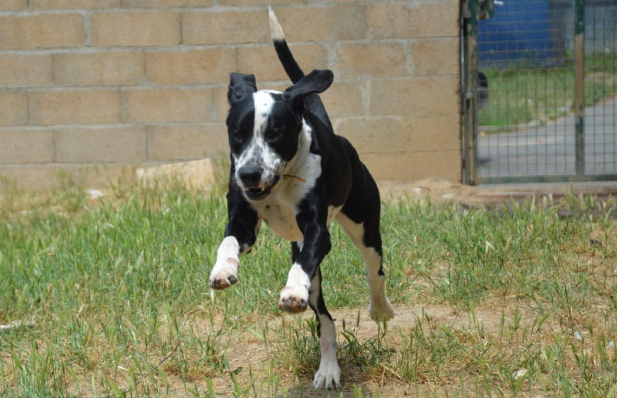 Rio - Chien à adopter - photo 6