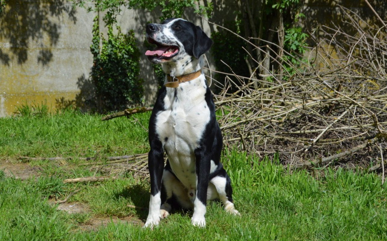 Rio - Chien à adopter - photo 7