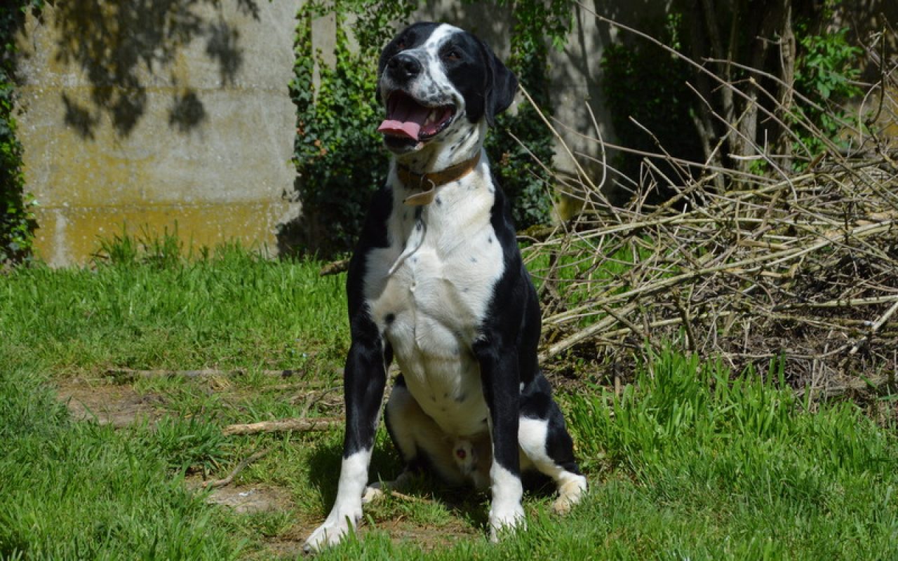 Rio - Chien à adopter - photo 8