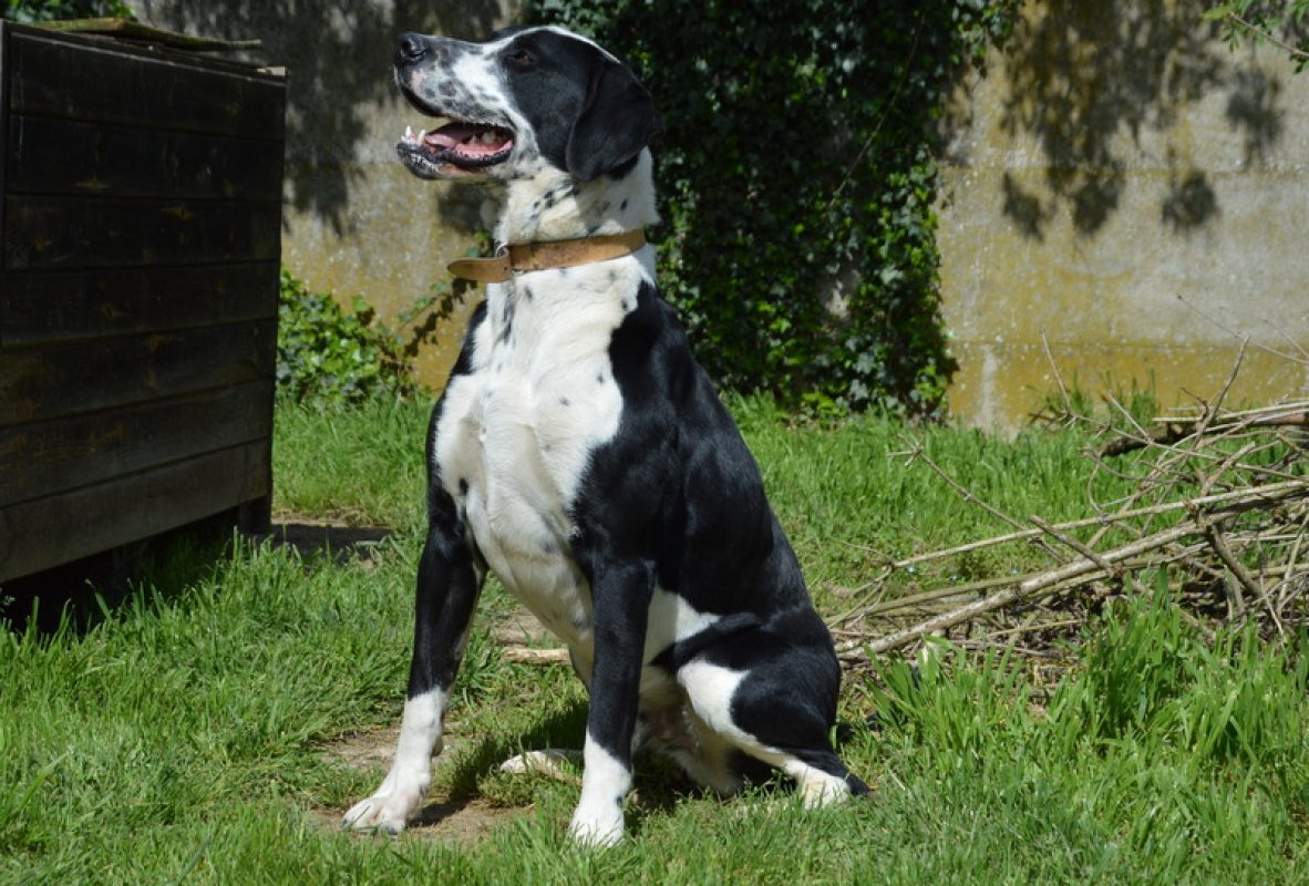 Rio - Chien à adopter - photo 9
