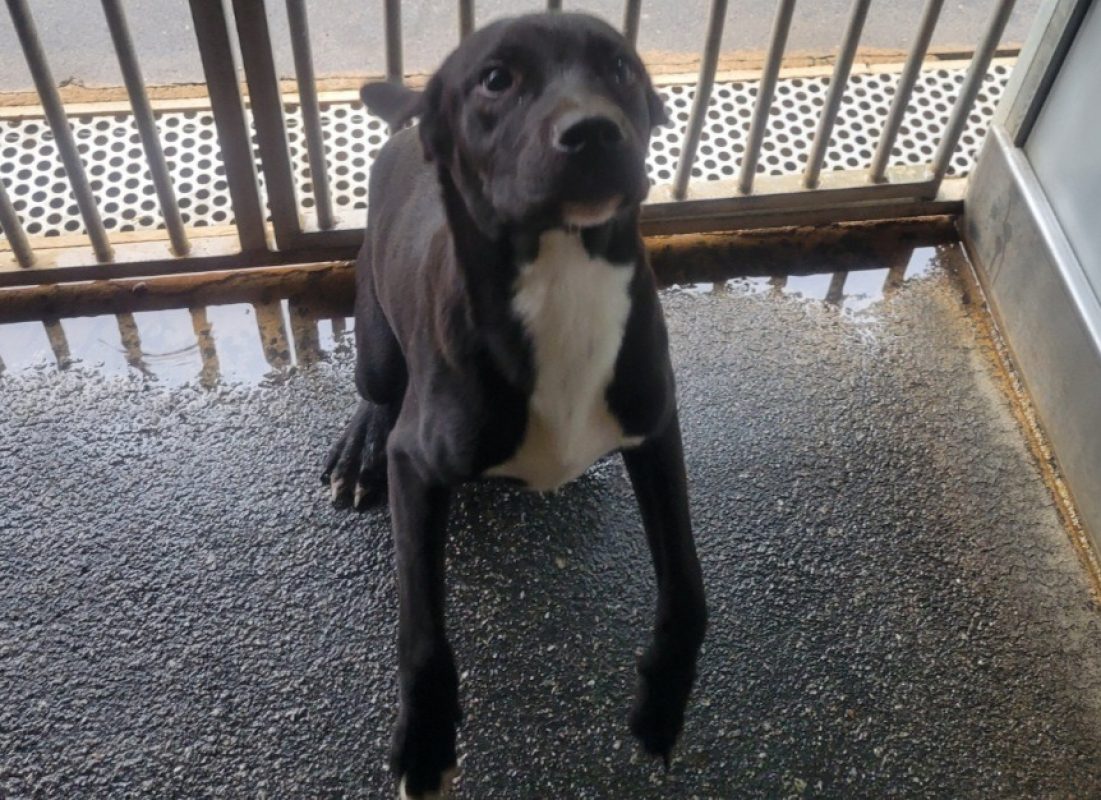 Amiral - Chien à adopter