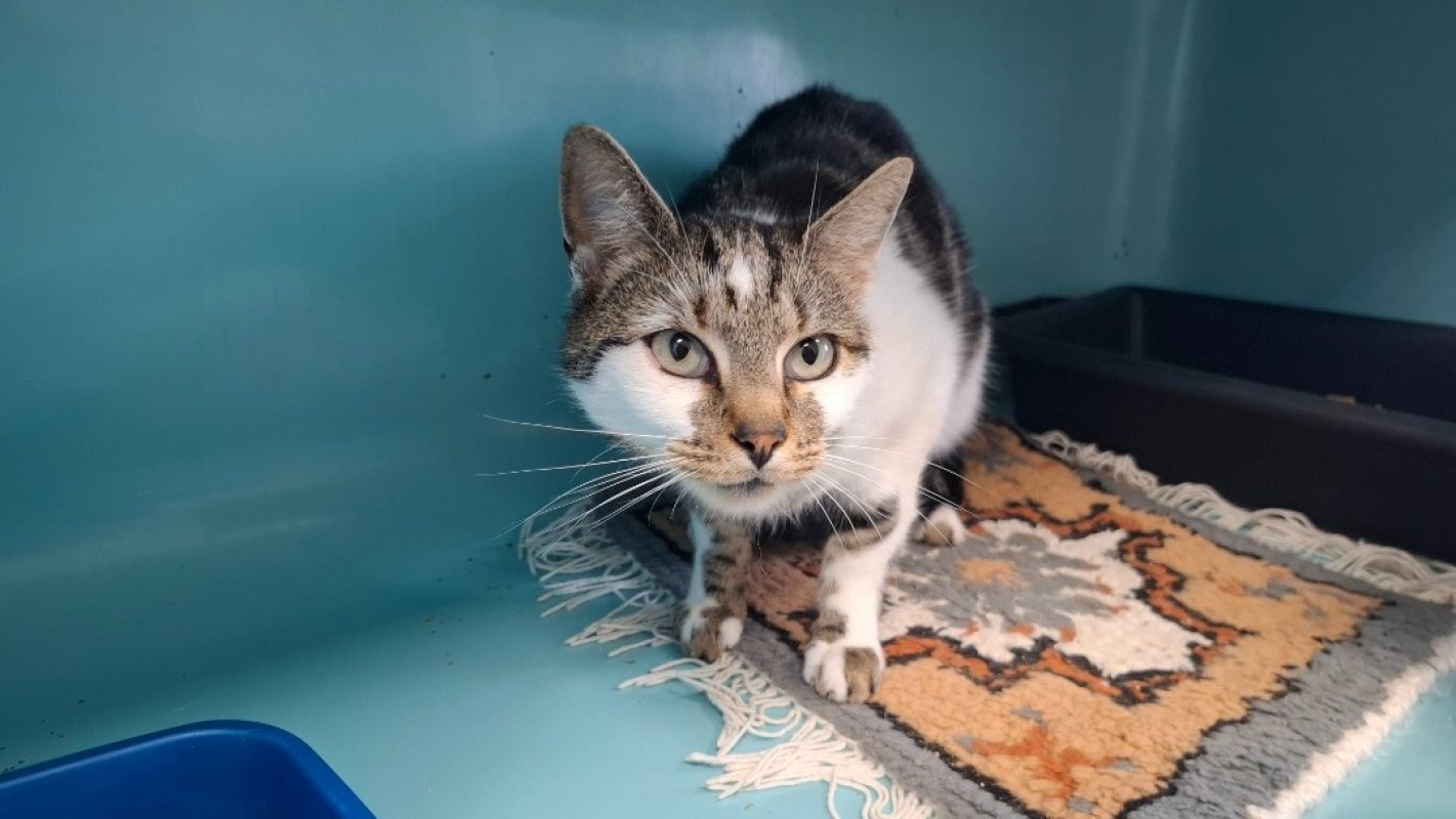 Tequila - Chat Européen à adopter