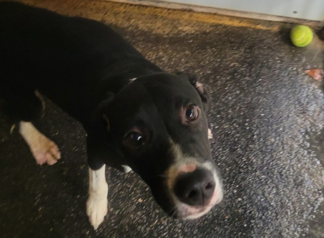 Amadeus - Chien à adopter