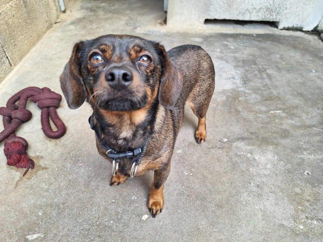 Titou - Chien à adopter