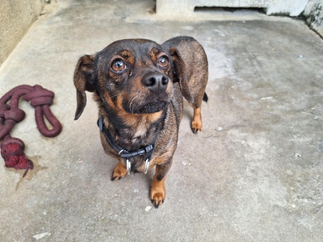 Titou - Chien à adopter - photo 2