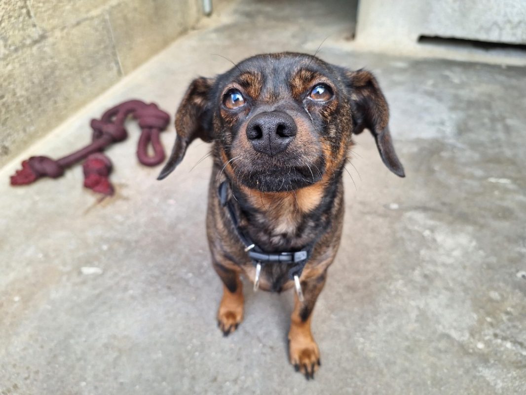 Titou - Chien à adopter - photo 3