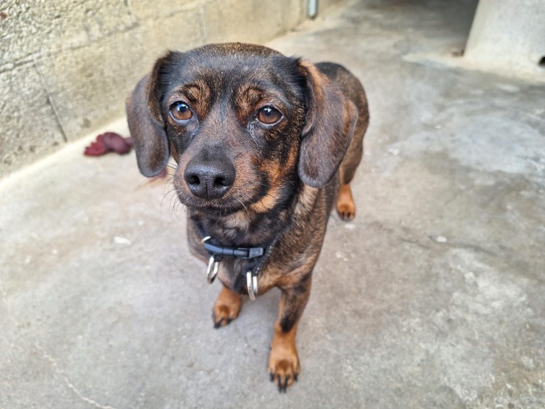 Titou - Chien à adopter - photo 4