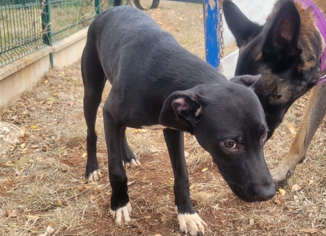Guizmo - Chien à adopter