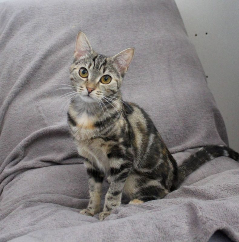 Lyne - Chat Européen à adopter
