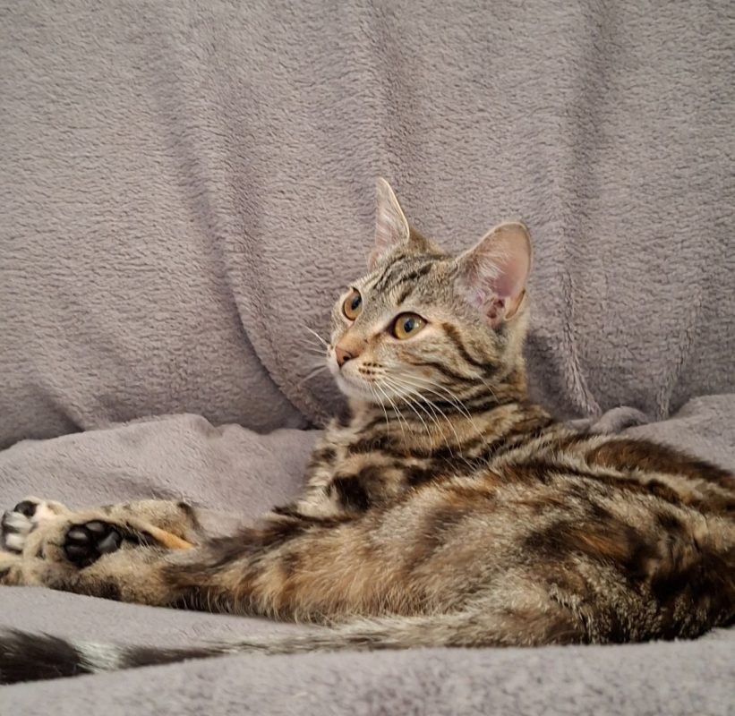 Lyne - Chat Européen à adopter - photo 3