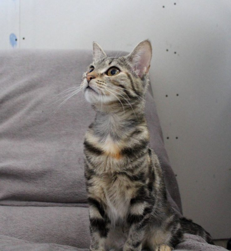 Lyne - Chat Européen à adopter - photo 2