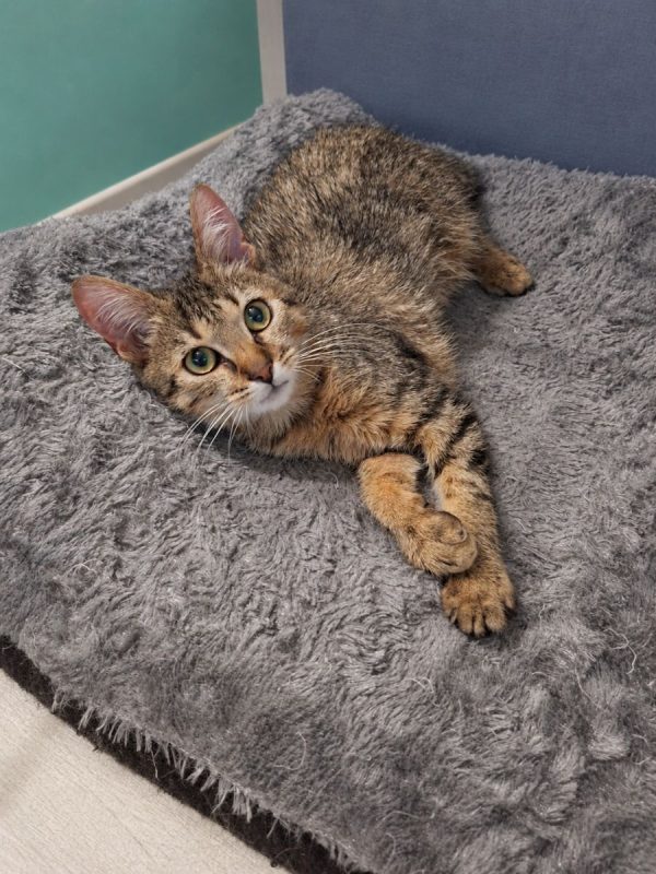 Lynx - Chat Européen à adopter - photo 2