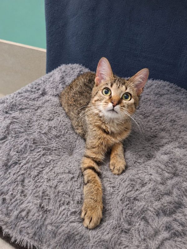 Lynx - Chat Européen à adopter