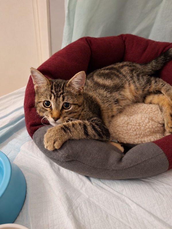 Wapi - Chat Européen à adopter - photo 2