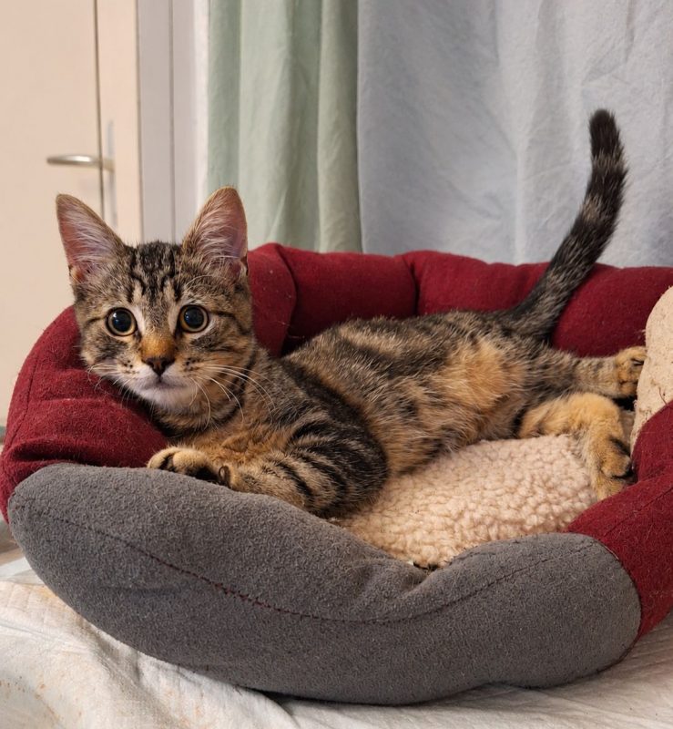 Wapi - Chat Européen à adopter