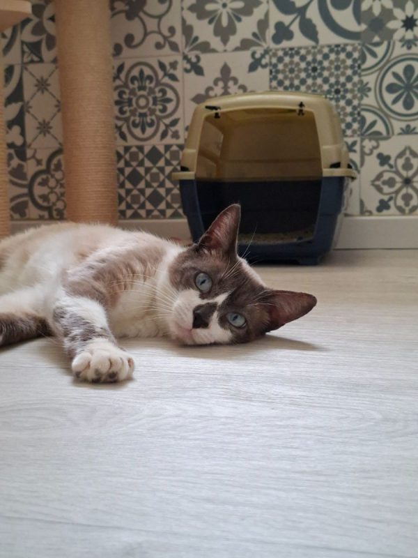 Naboo - Chat Européen x Siamois à adopter - photo 2