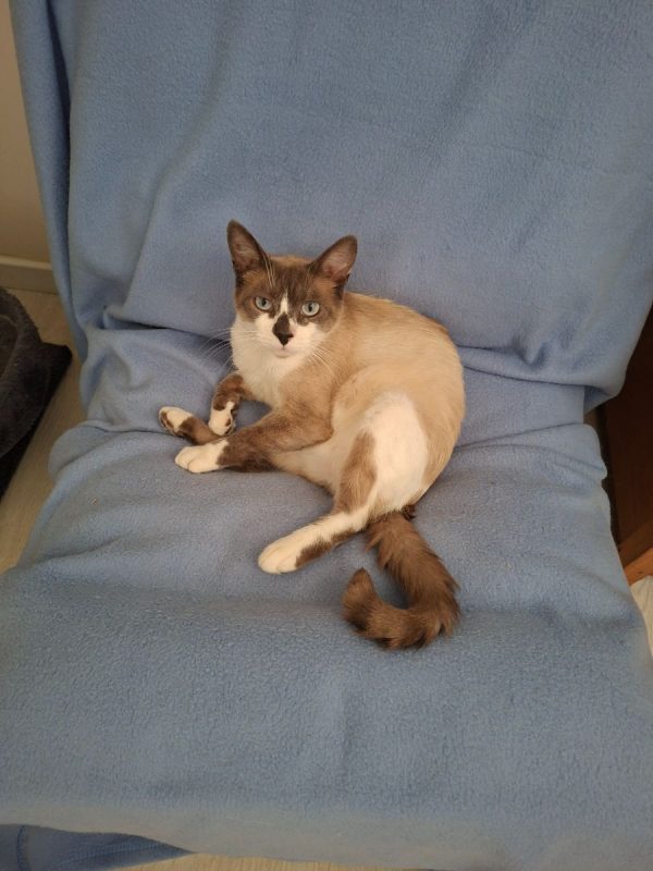 Naboo - Chat Européen x Siamois à adopter - photo 5