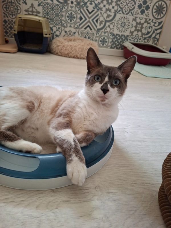 Naboo - Chat Européen x Siamois à adopter - photo 4