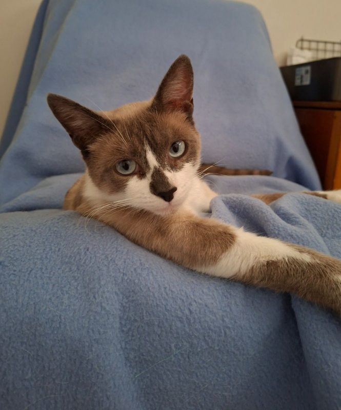 Naboo - Chat Européen x Siamois à adopter