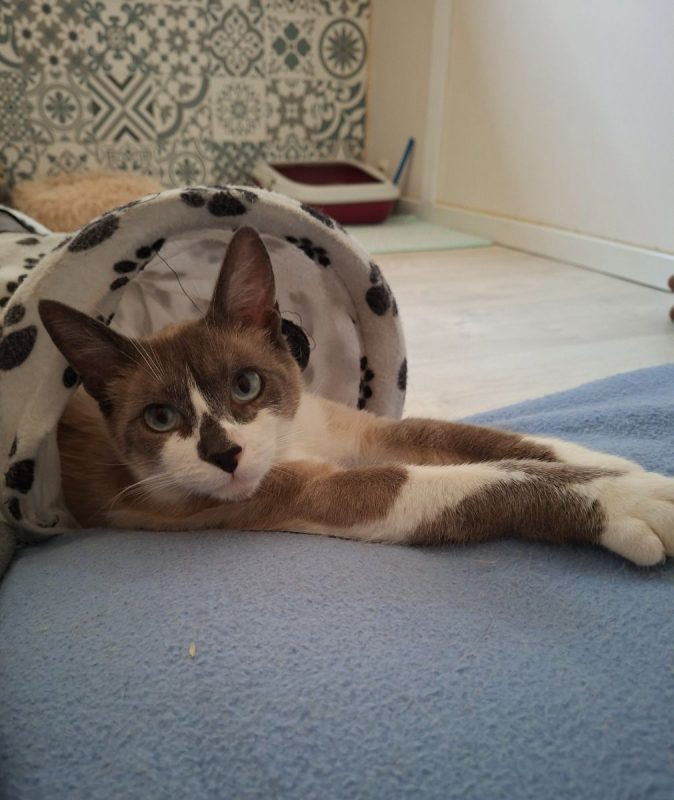Naboo - Chat Européen x Siamois à adopter - photo 3