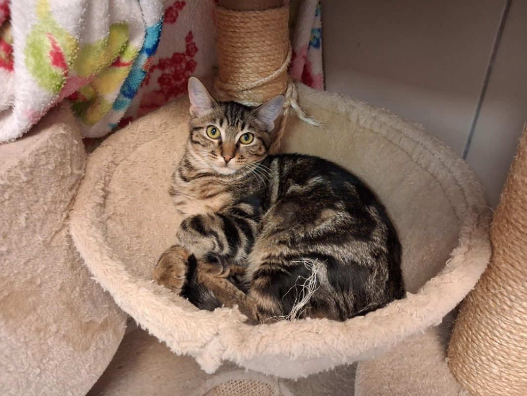 Onolulu - Chat Européen à adopter