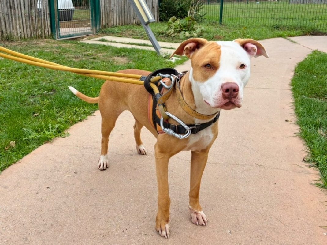 Paloma - Chien à adopter