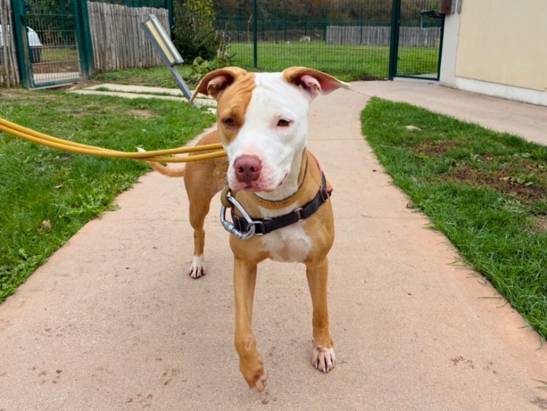 Paloma - Chien à adopter - photo 2