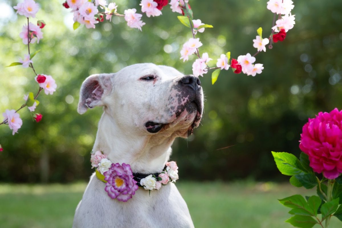 Olympe - Chien Dogue Argentin à adopter