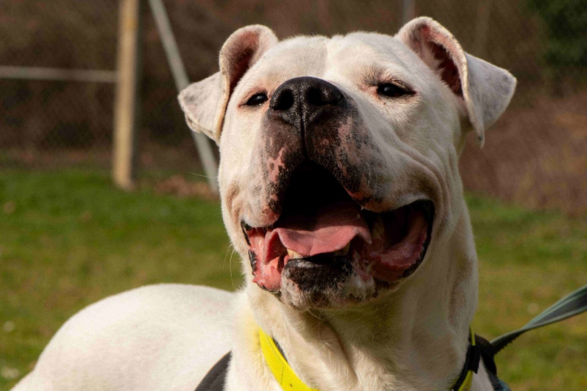 Olympe - Chien Dogue Argentin à adopter - photo 4