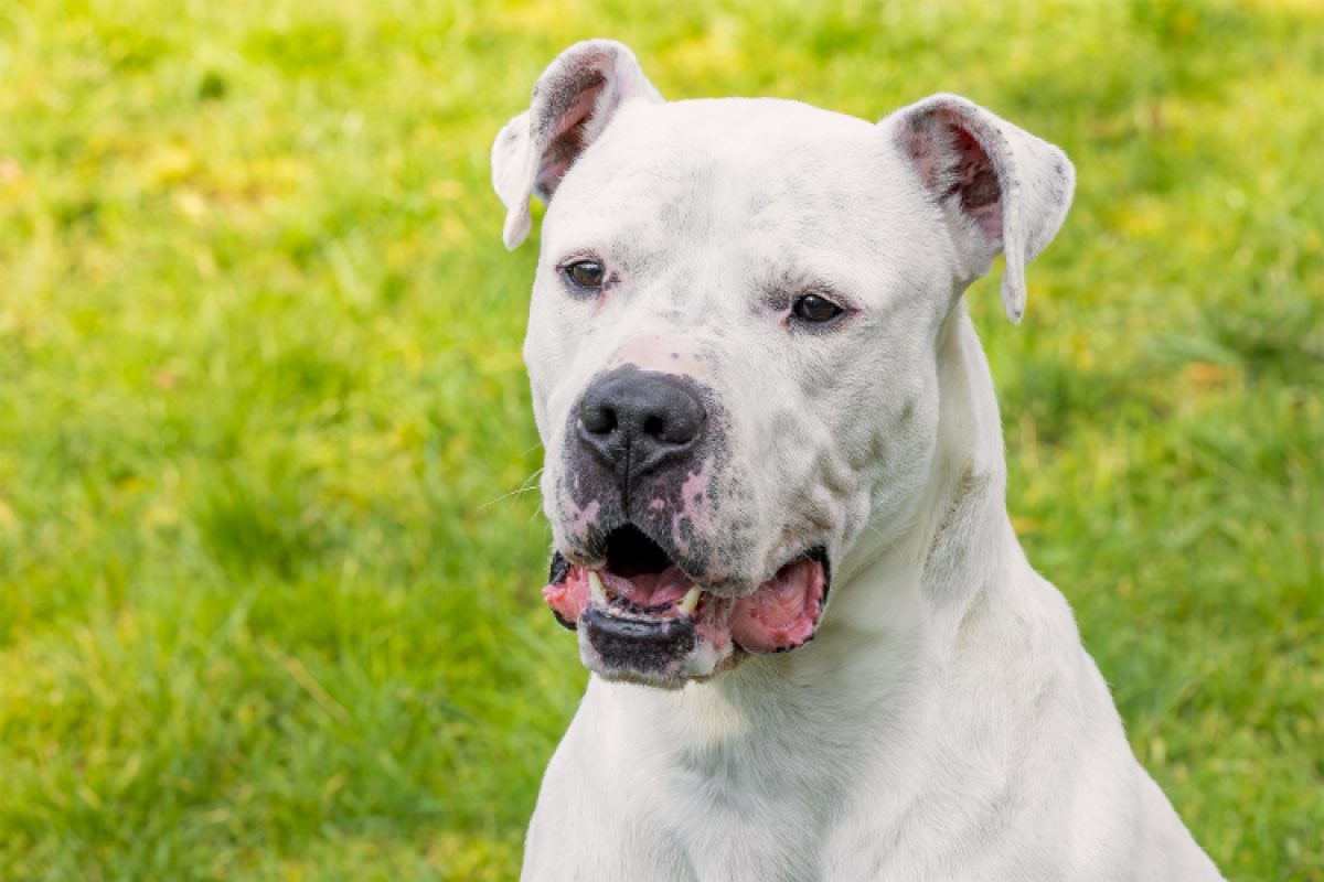 Olympe - Chien Dogue Argentin à adopter - photo 6