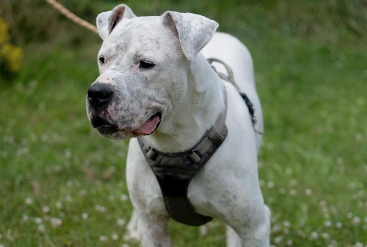 Olympe - Chien Dogue Argentin à adopter - photo 7
