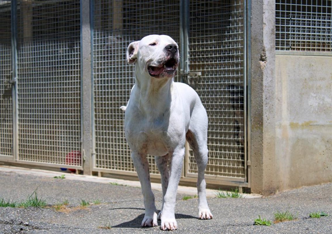 Olympe - Chien Dogue Argentin à adopter - photo 8