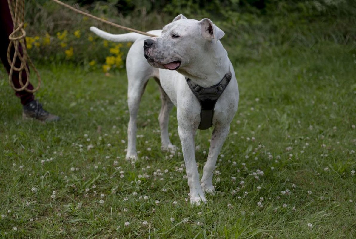 Olympe - Chien Dogue Argentin à adopter - photo 9