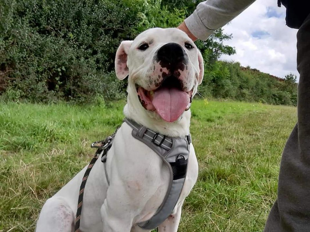 Olympe - Chien Dogue Argentin à adopter - photo 10