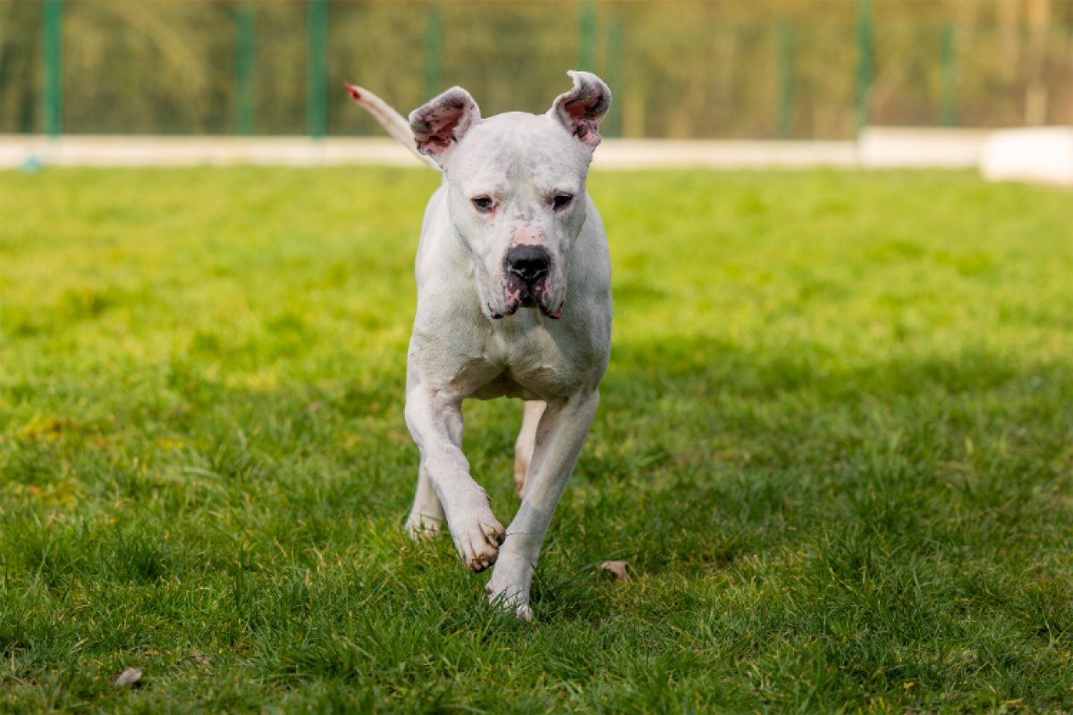 Olympe - Chien Dogue Argentin à adopter - photo 14