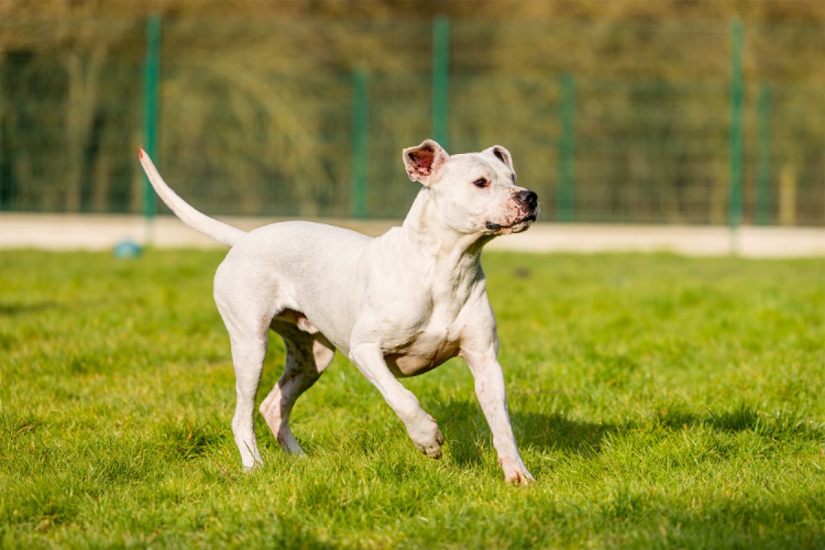 Olympe - Chien Dogue Argentin à adopter - photo 16
