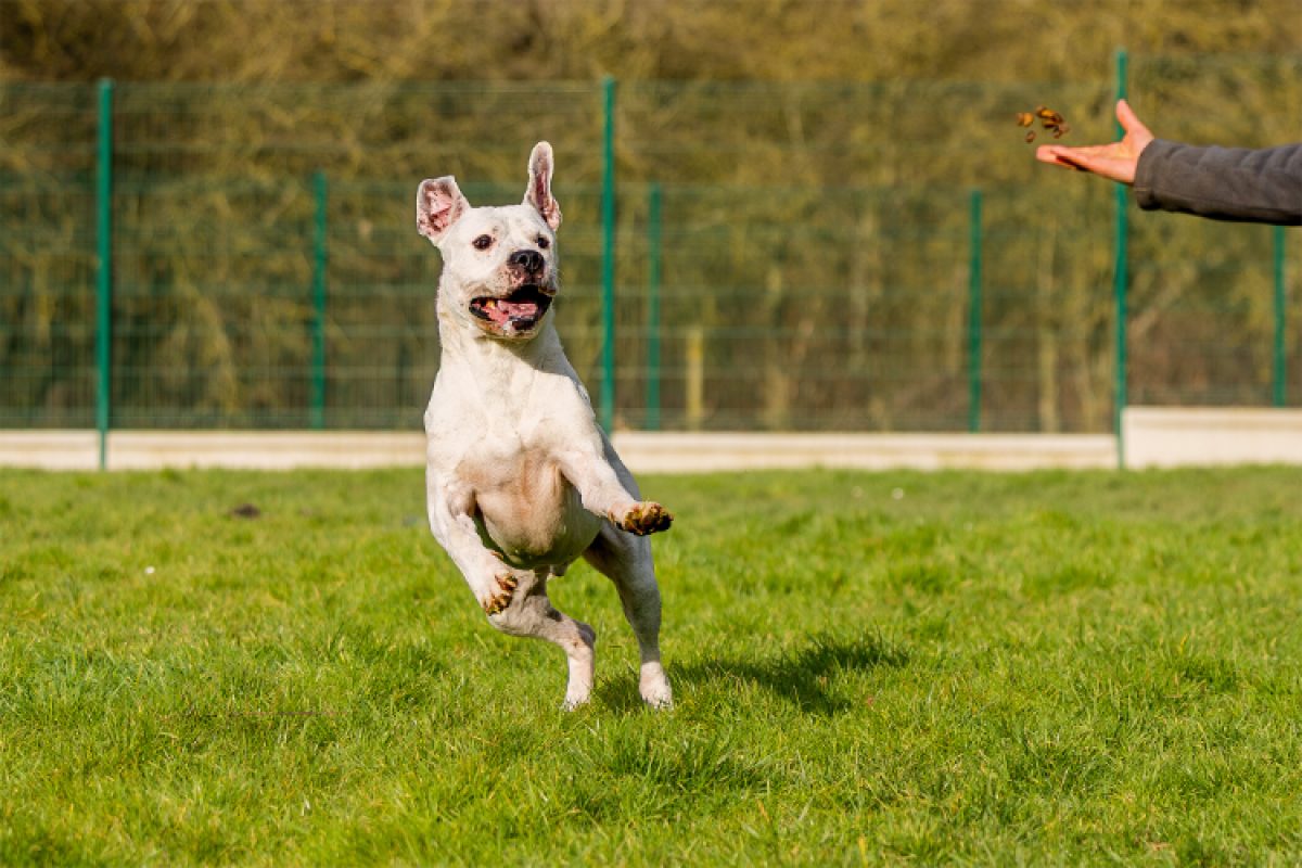 Olympe - Chien Dogue Argentin à adopter - photo 17