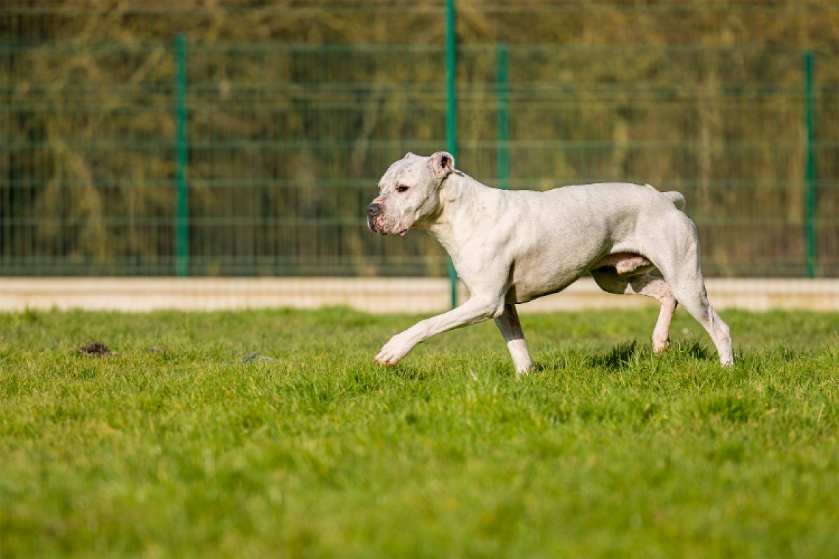 Olympe - Chien Dogue Argentin à adopter - photo 20