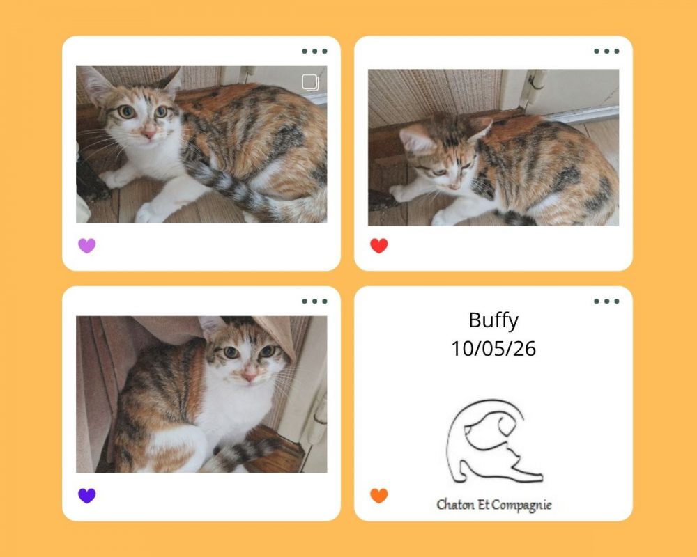 Buffy - Chat Européen à adopter